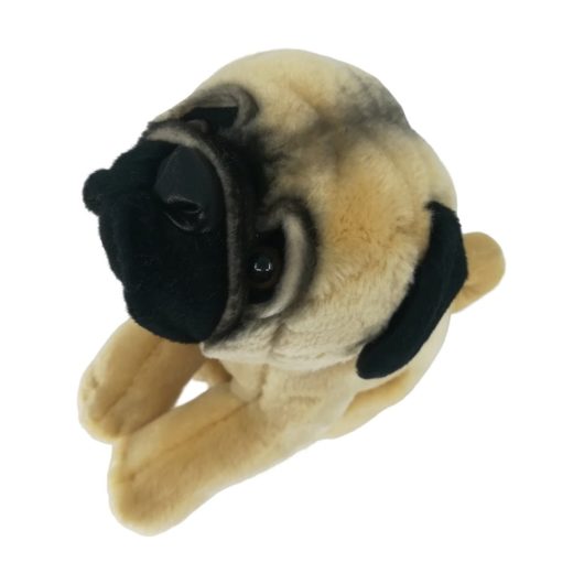 Penya-Mops-Teppichratte Treudoof kuckender Hund