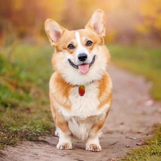 Corgi mit Zeckenhalsband