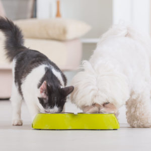 Hund und Katze fressen Penyang Futtermittelzusatz
