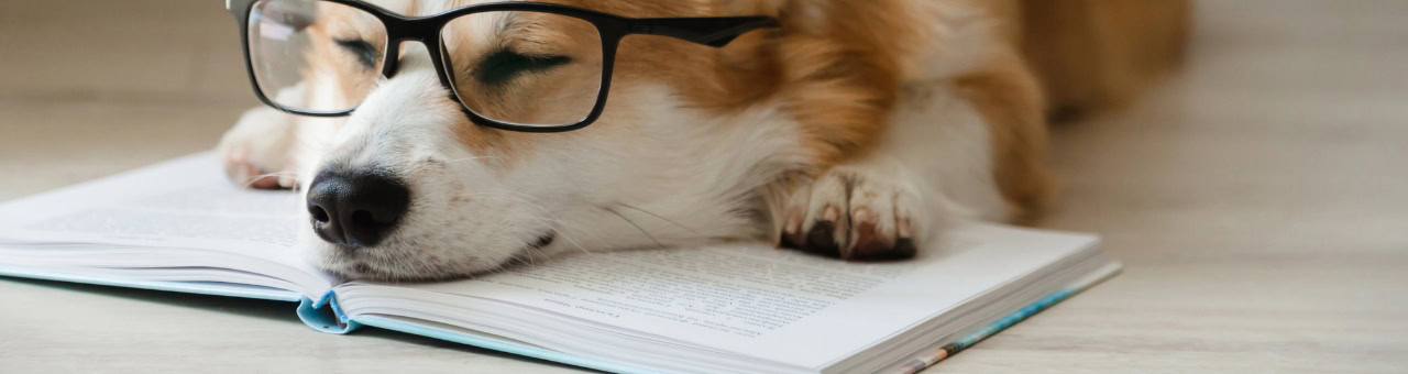Hunde ruhen auf einem Buch, während sie entspannt sind, im Zusammenhang mit Schutz vor elektromagnet.