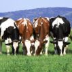 Futterzusatz für Kühe, Rinder, Schweine, Hirsche, Pferde