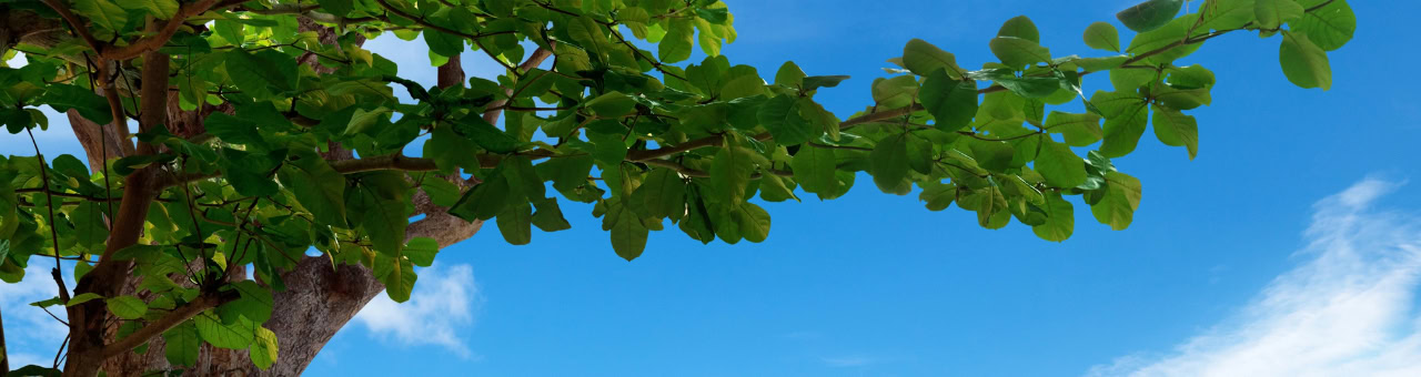 Baum mit grünen Blättern unter blauem Himmel, Natur und Harmonie.