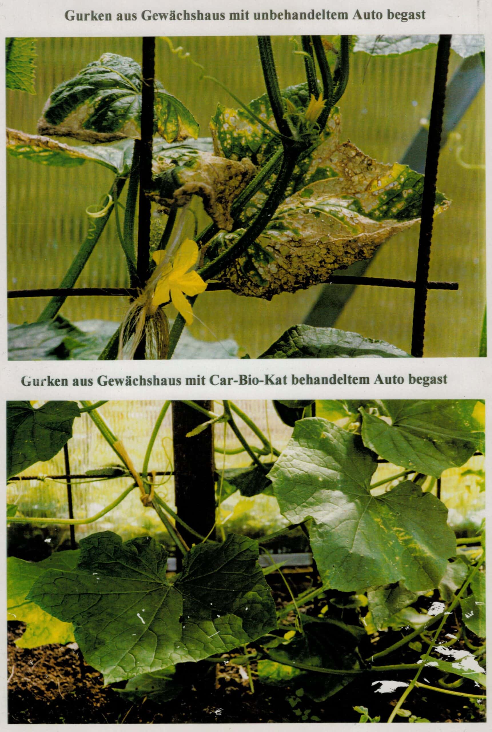 Kranke und gesunde Gurkenpflanzen